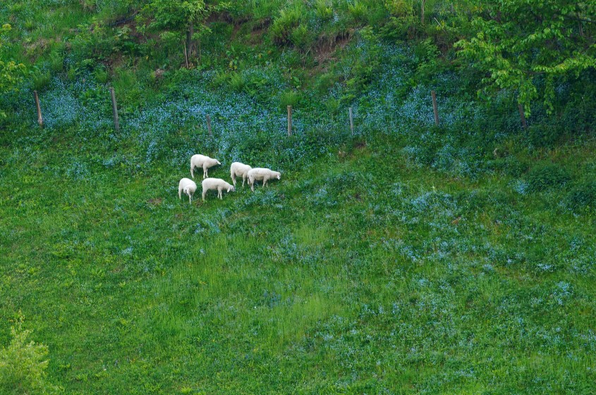 Ovce Ribnica na Pohorju